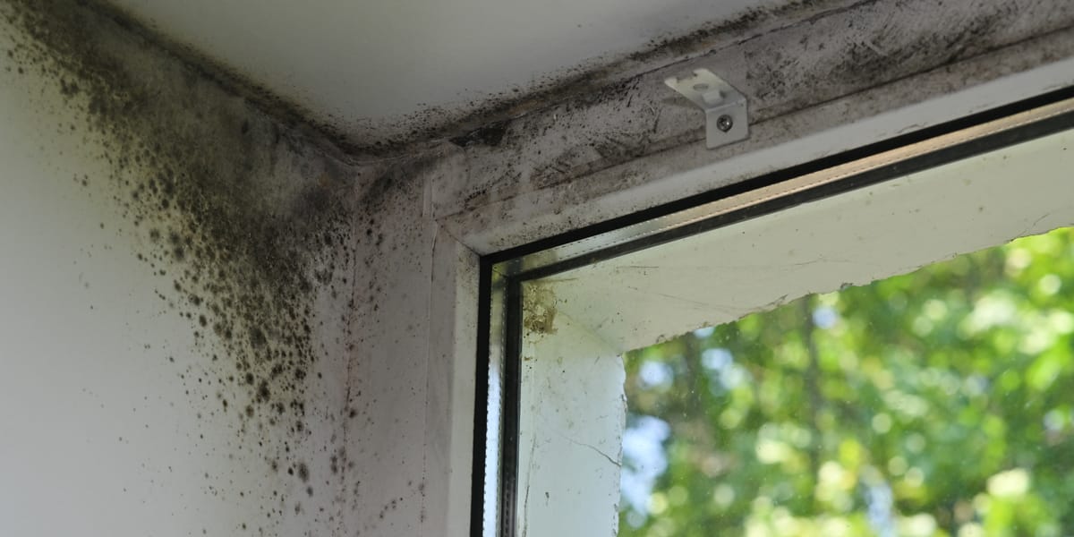 Breathing in mold particles can irritate the respiratory system and trigger inflammation, especially for people who are already sensitive to indoor pollutants.
