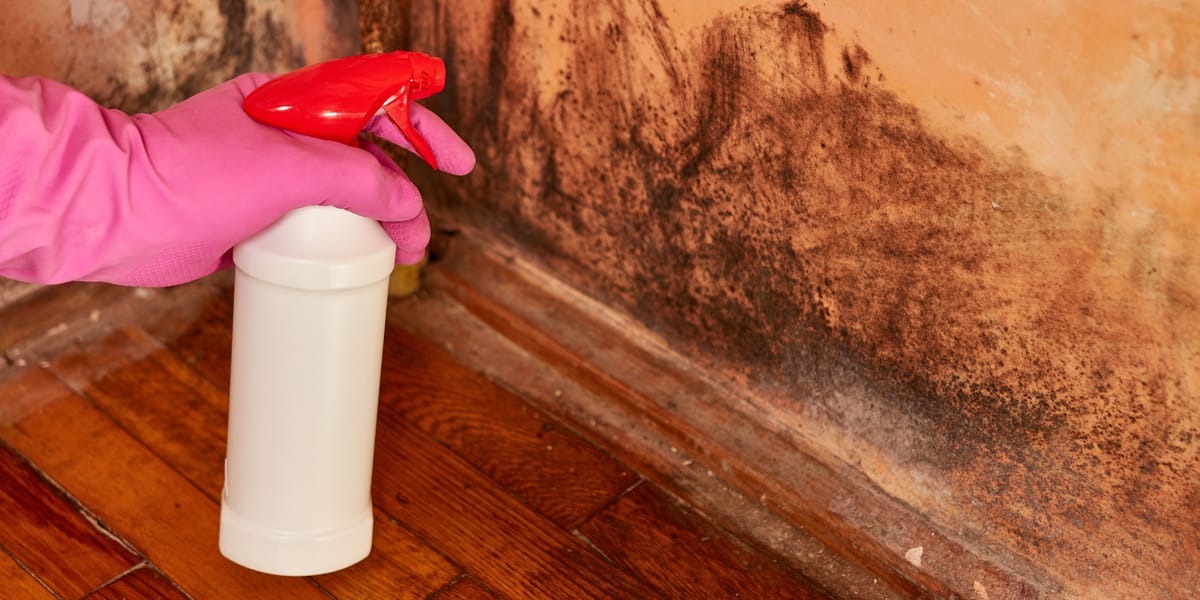 Mold odor is a symptom of active growth and moisture. If you only mask the smell, the mold continues spreading—quietly, invisibly, and often aggressively.